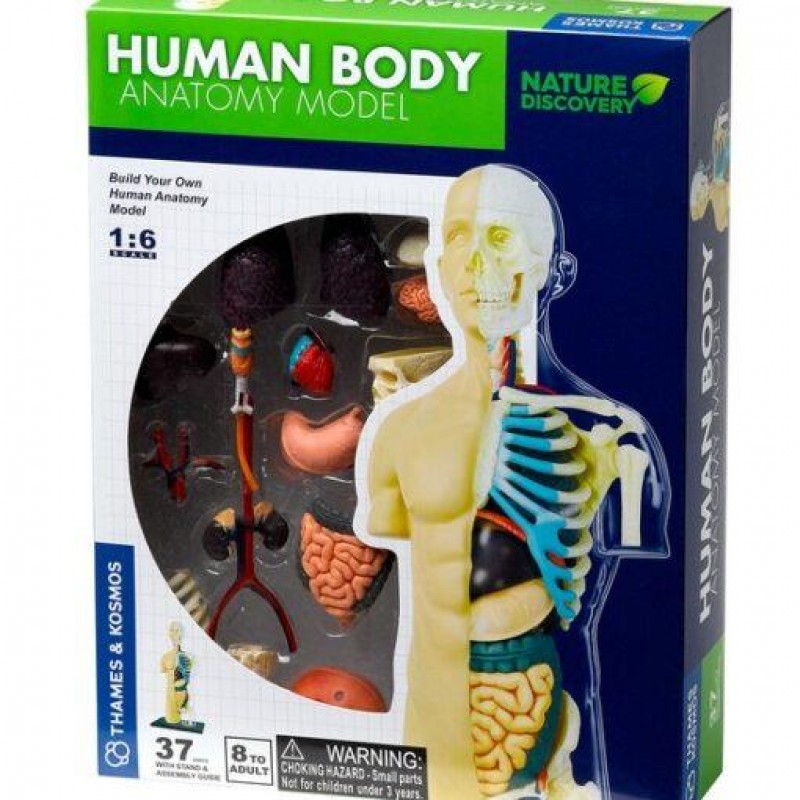 Human Body Anatomy Model