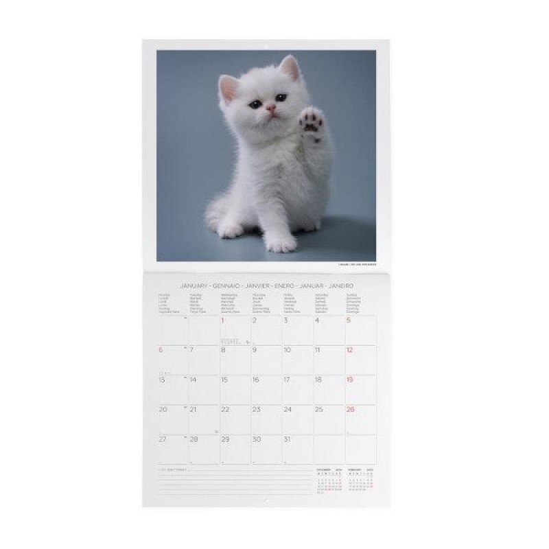 Legami 2025 Wall Calendar 30x29cm Kittens