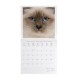 Legami 2025 Wall Calendar 30x29cm Cats